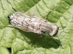 Acrosathe annulata