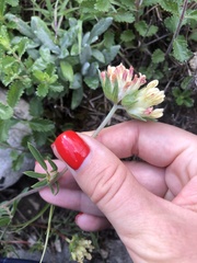 Anthyllis vulneraria boissieri