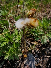 Tussilago farfara