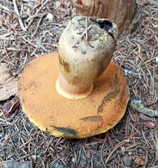 Neoboletus xanthopus