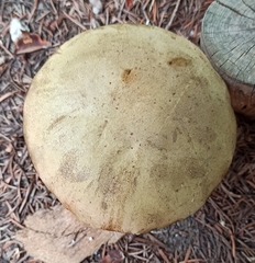 Neoboletus xanthopus