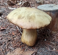 Neoboletus xanthopus