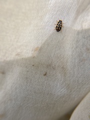 Anisosticta bitriangularis