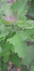 Chenopodium album