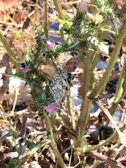 Melanargia