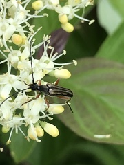 Analeptura