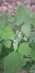 Chenopodium album