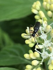 Analeptura