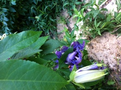 Passiflora incarnata × cincinnata