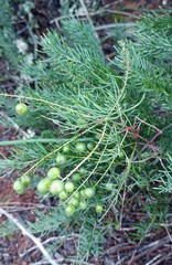 Asparagus racemosus