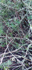 Asparagus racemosus