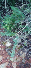 Asparagus racemosus