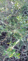Asparagus racemosus