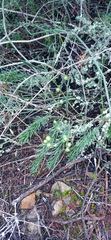 Asparagus racemosus