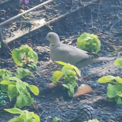 Streptopelia decaocto