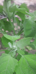 Chenopodium album