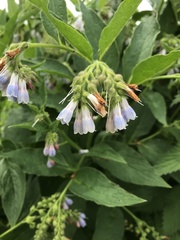 Symphytum × hidcotense