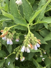 Symphytum × hidcotense