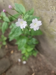 Epilobium montanum
