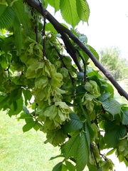 Ulmus glabra camperdownii