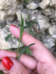 Bupleurum polyphyllum