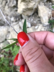 Bupleurum polyphyllum