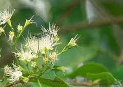 Chloridolum thomsoni