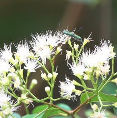 Chloridolum thomsoni