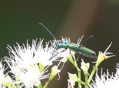 Chloridolum thomsoni