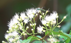 Chloridolum thomsoni