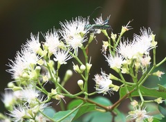 Chloridolum thomsoni