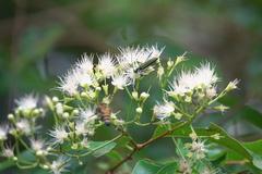 Chloridolum thomsoni