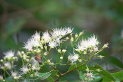 Chloridolum thomsoni