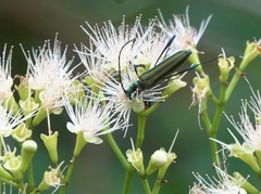Chloridolum thomsoni