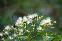 Chloridolum thomsoni