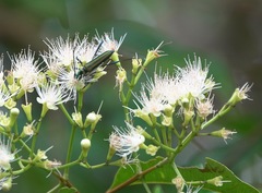 Chloridolum thomsoni