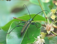 Chloridolum thomsoni