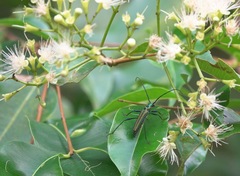 Chloridolum thomsoni