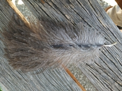 Aves