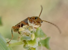Cantharis lateralis