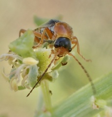 Cantharis lateralis