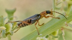 Cantharis lateralis
