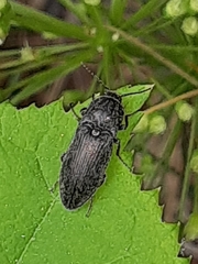 Hadromorphus inflatus