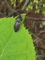 Hadromorphus inflatus