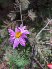 Tanacetum coccineum