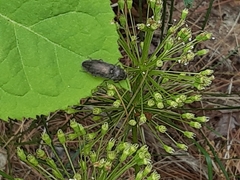 Hadromorphus inflatus