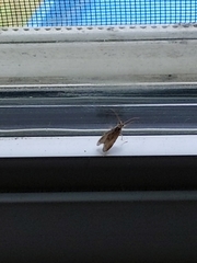 Limnaecia phragmitella