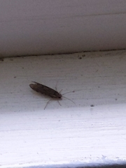 Limnaecia phragmitella