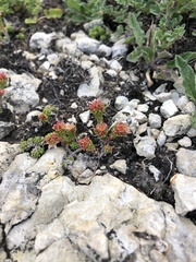 Sedum tenellum