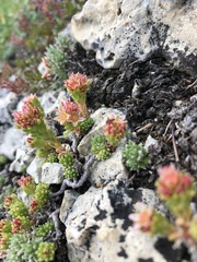 Sedum tenellum